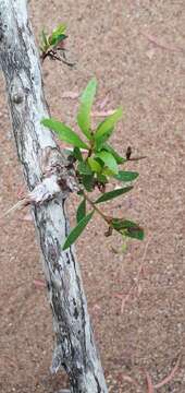 Image of Melaleuca fluviatilis B. A. Barlow