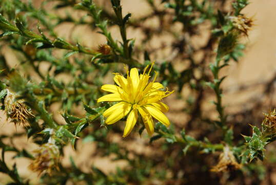 Image of Cullumia floccosa E. Mey. ex DC.