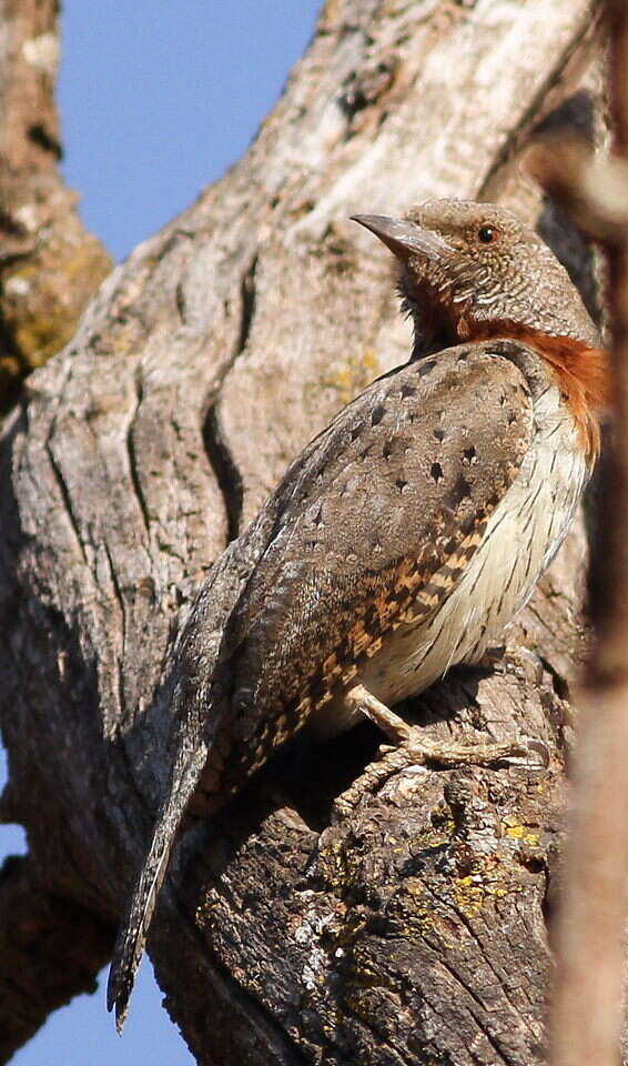 Image of Red-throated Wryneck
