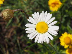 Image of Brachyscome diversifolia (Hook.) Fischer & C. Meyer