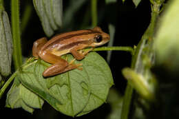 Image of De Witte's spiny reed frog