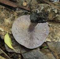 Image of Asproinocybe daleyae