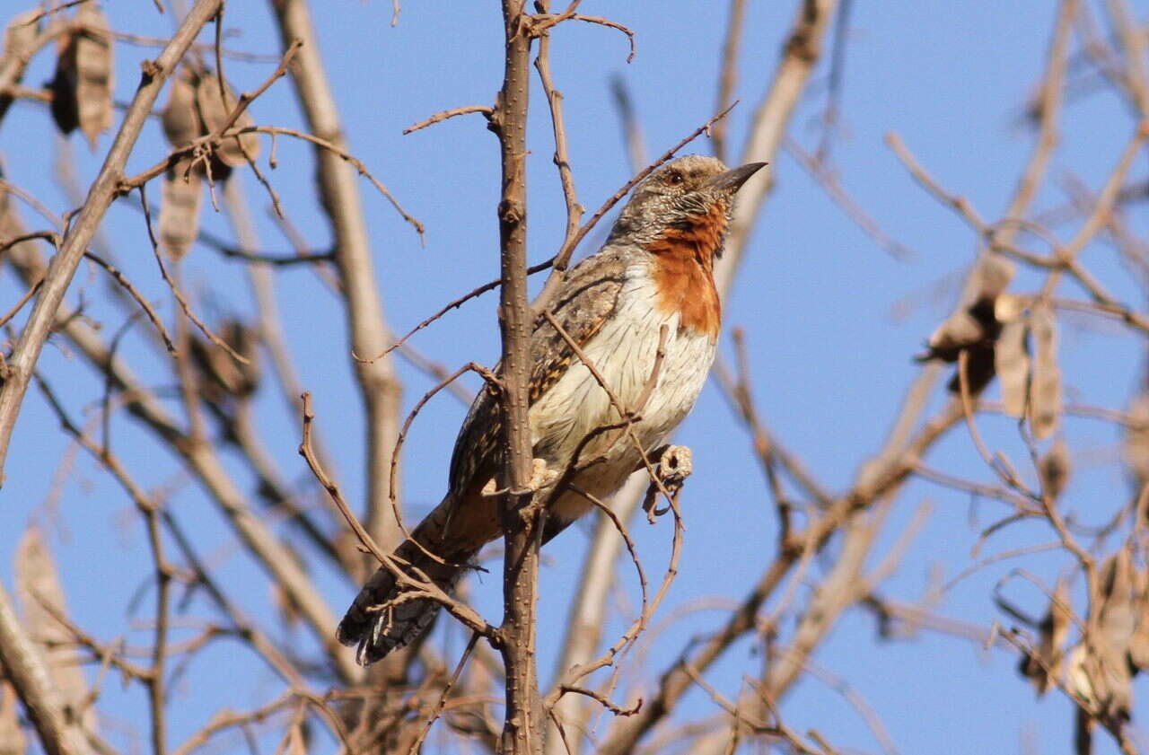 Image of Red-throated Wryneck