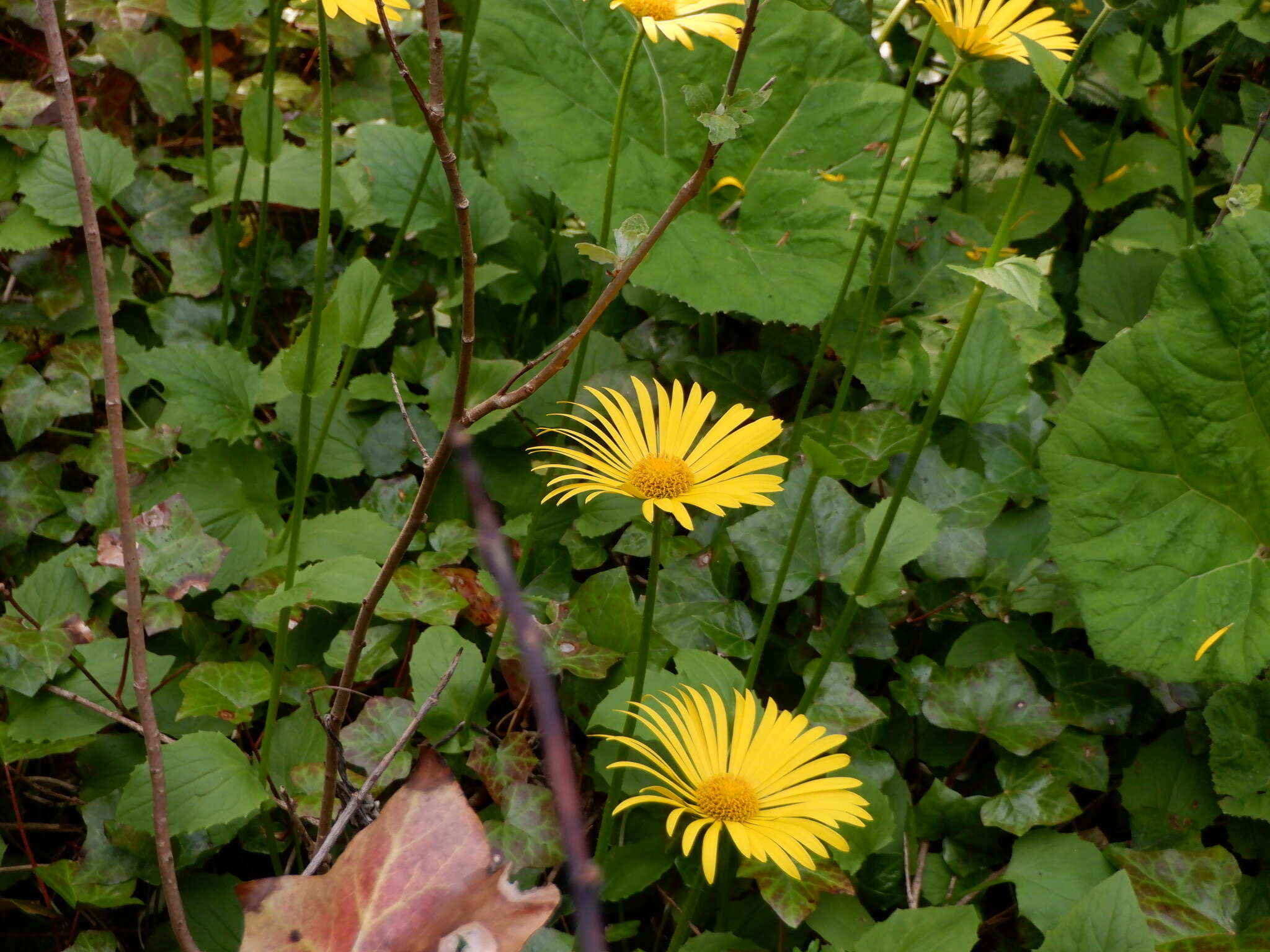 Image of Doronicum excelsum (N. E. Br.) C. A. Stace