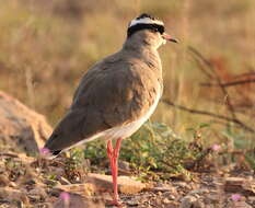 Image of Crowned Lapwing