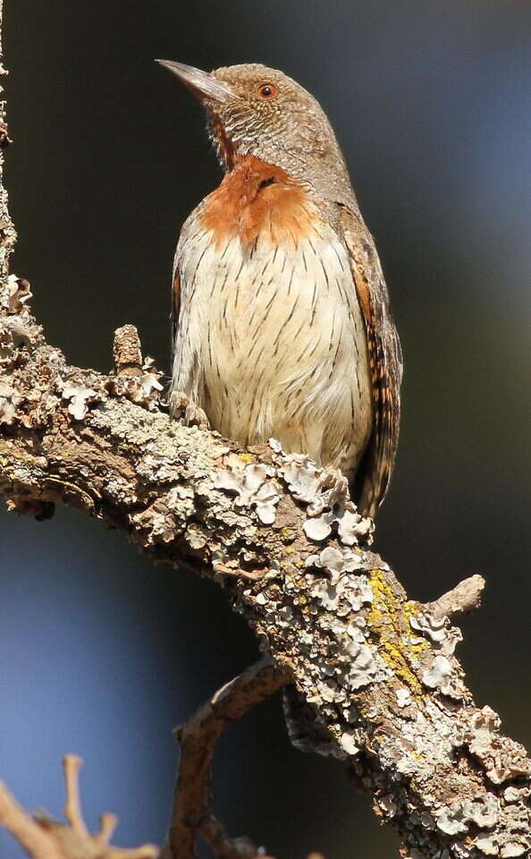 Image of Red-throated Wryneck