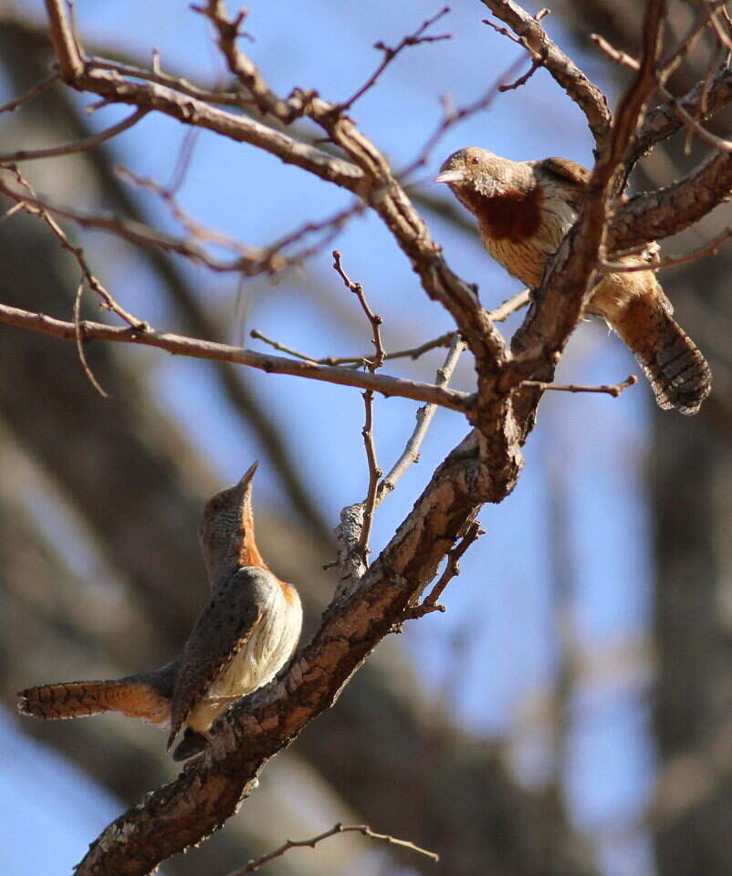 Image of Red-throated Wryneck