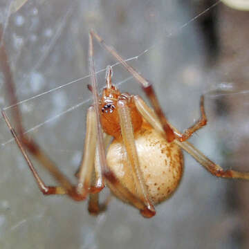 Image of Parasteatoda