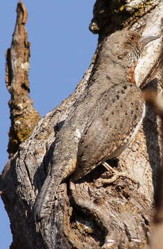 Image of Red-throated Wryneck