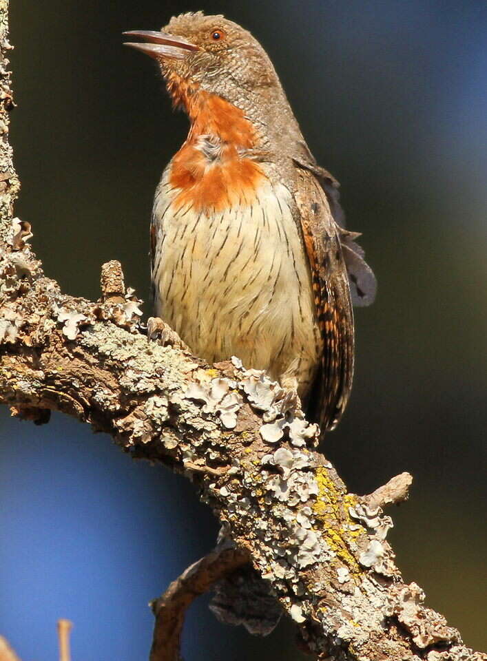 Image of Red-throated Wryneck