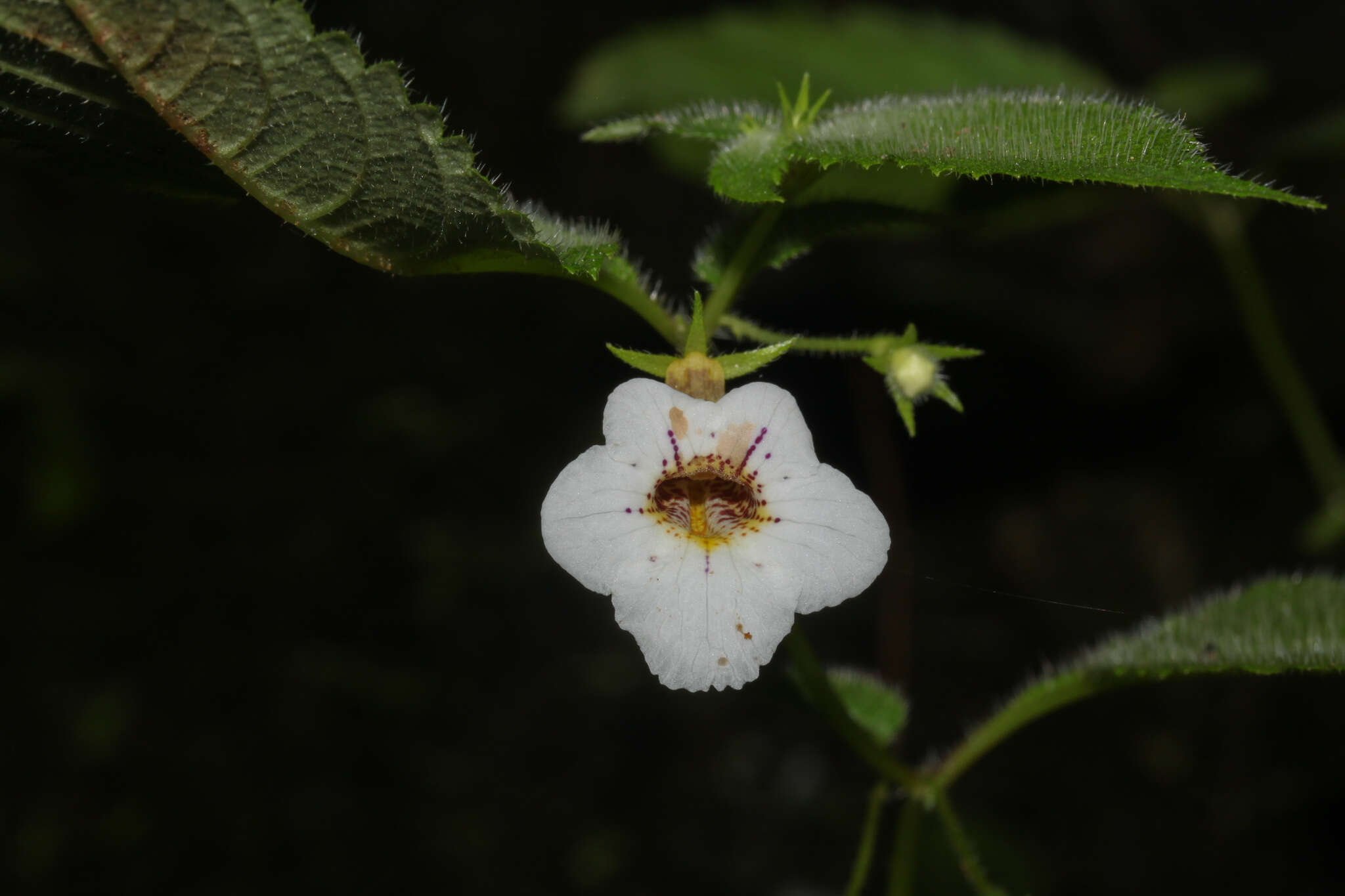 Image of Achimenes candida Lindl.