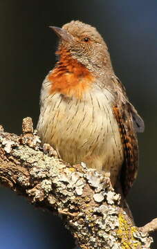 Image of Red-throated Wryneck