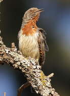 Image of Red-throated Wryneck