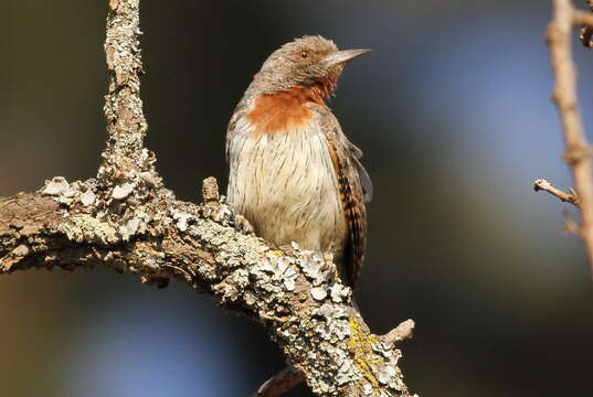 Image of Red-throated Wryneck