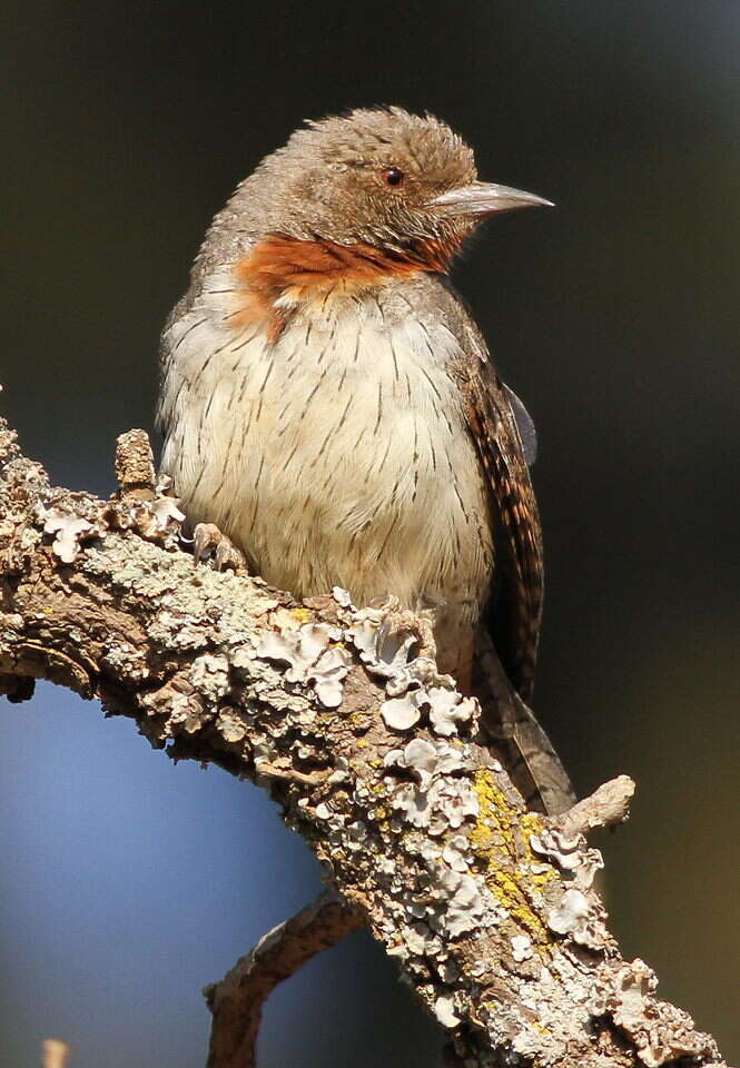 Image of Red-throated Wryneck