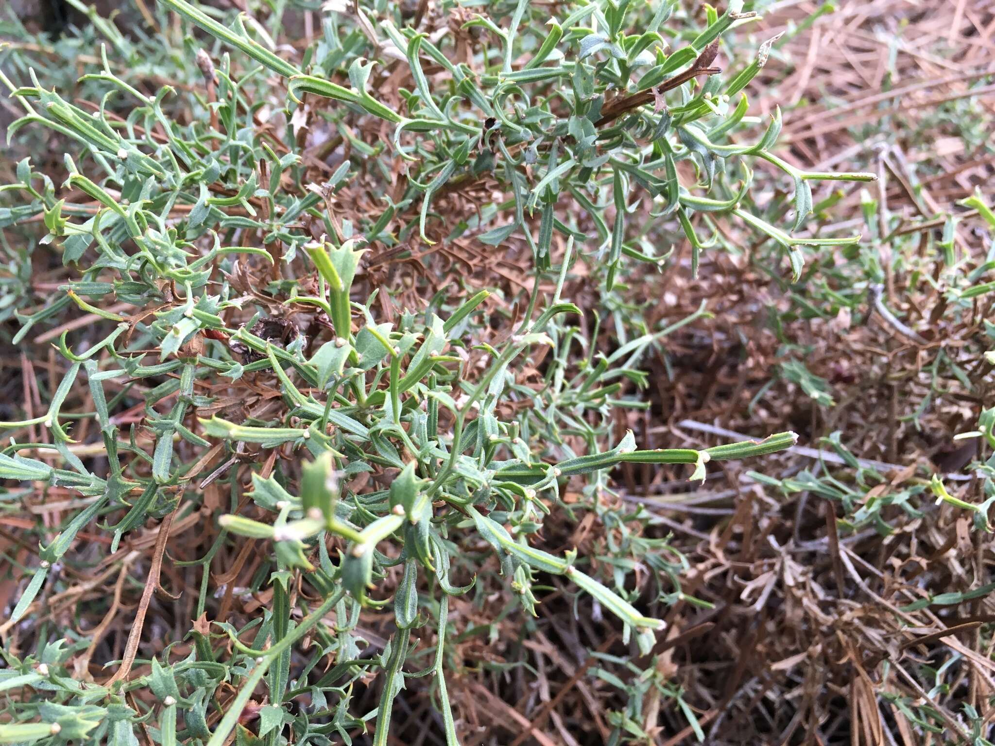 Genista tridentata L.的圖片