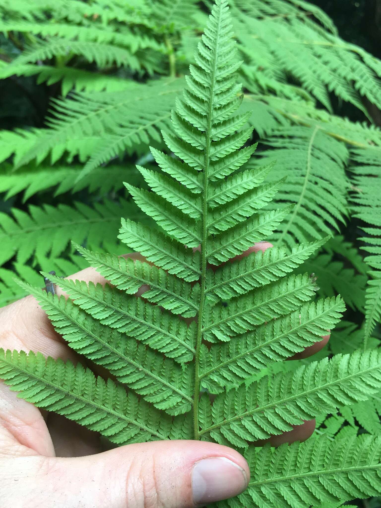 Image de Cyathea robertsiana (F. Muell.) Domin