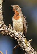 Image of Red-throated Wryneck