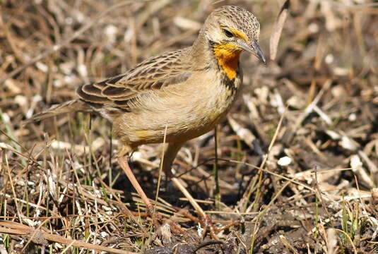 Image of Cape Longclaw