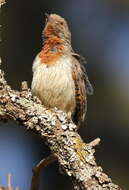 Image of Red-throated Wryneck