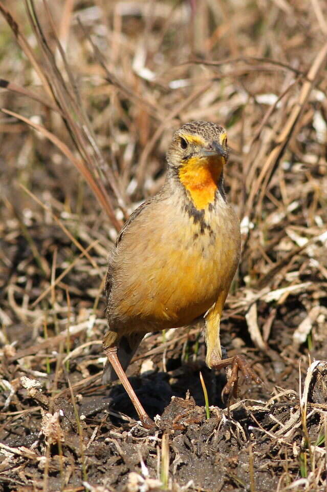 Image of Cape Longclaw