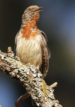 Image of Red-throated Wryneck