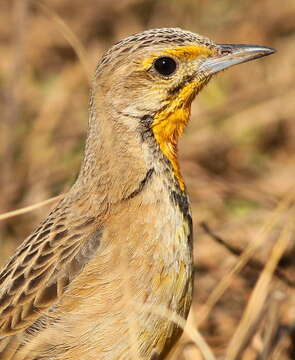 Image of Cape Longclaw