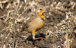 Image of Cape Longclaw