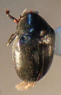 Orphilus subnitidus Le Conte 1861 resmi