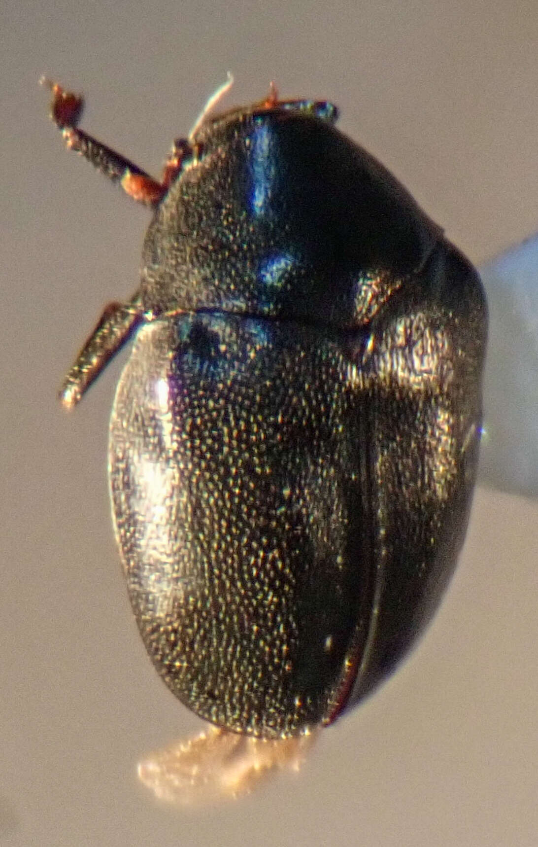 Image of Orphilus subnitidus Le Conte 1861