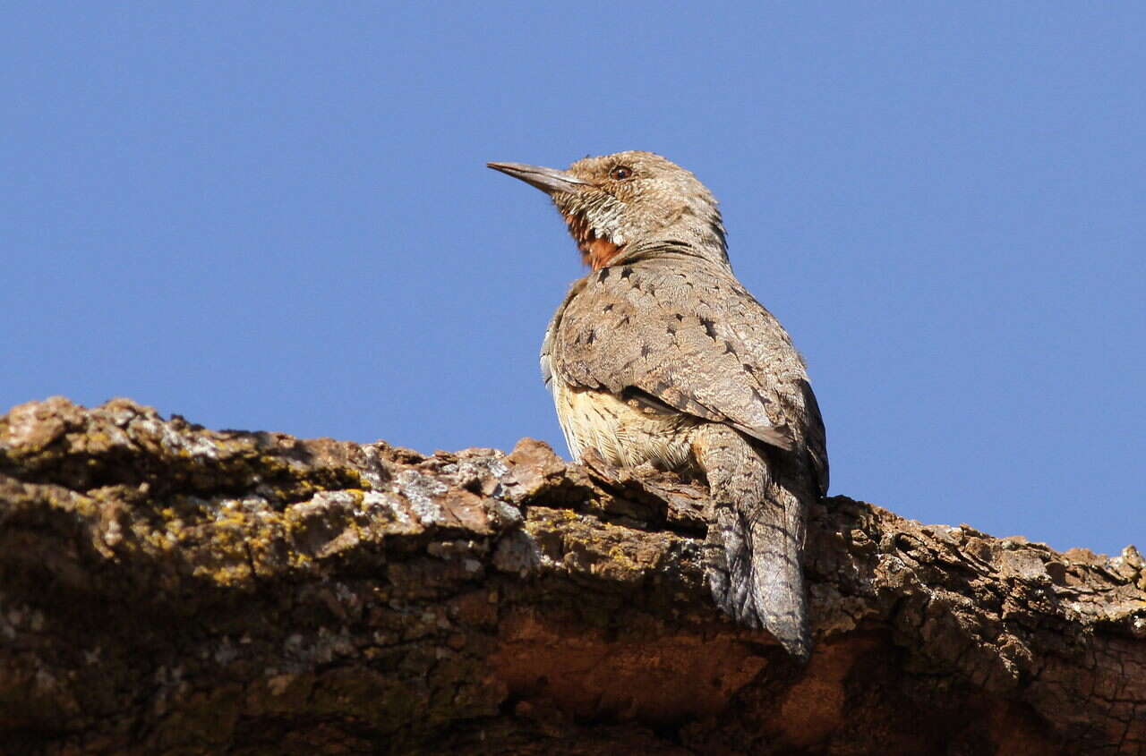 Image of Red-throated Wryneck