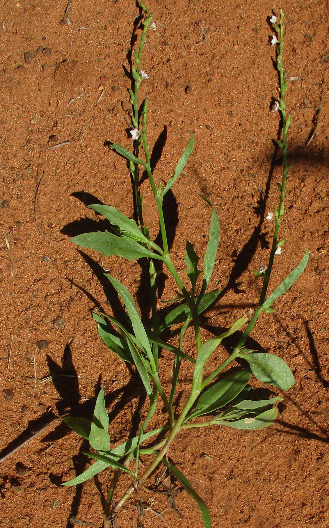 Image of Oxygonum alatum Burch.