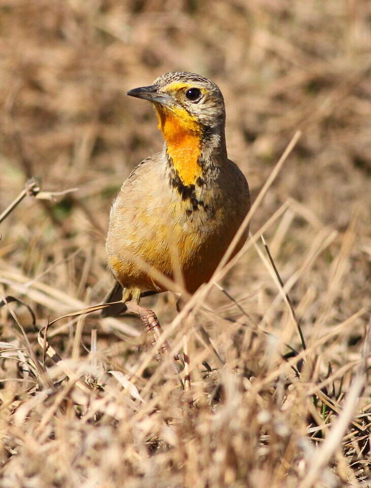 Image of Cape Longclaw