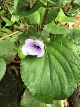 Image of gloxinia