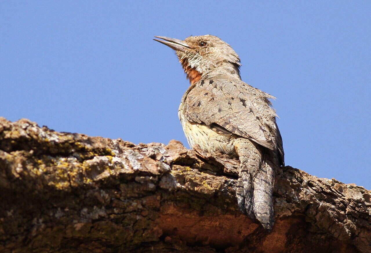 Image of Red-throated Wryneck