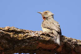 Image of Red-throated Wryneck