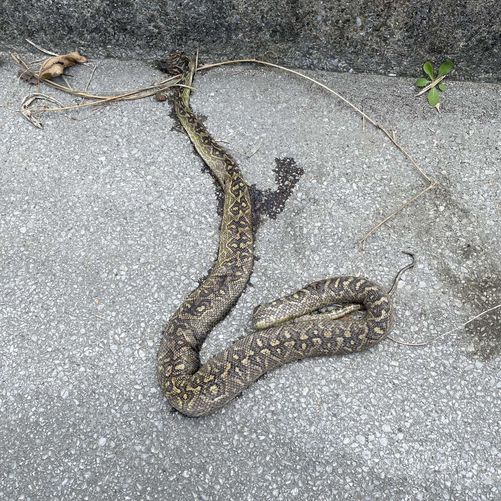 صورة Protobothrops flavoviridis (Hallowell 1861)