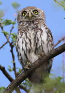 Image of Pearl-spotted Owlet