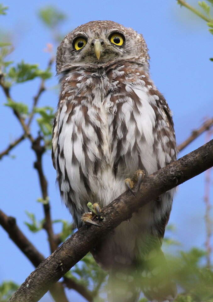 Image of Pearl-spotted Owlet