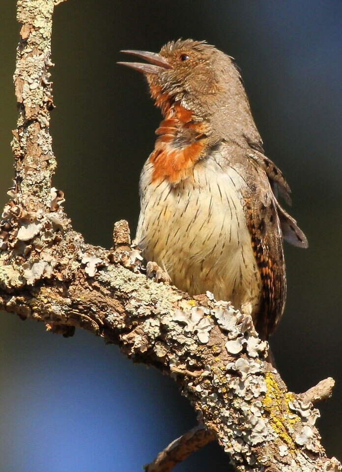 Image of Red-throated Wryneck