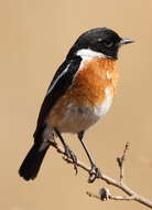 Image of African Stonechat