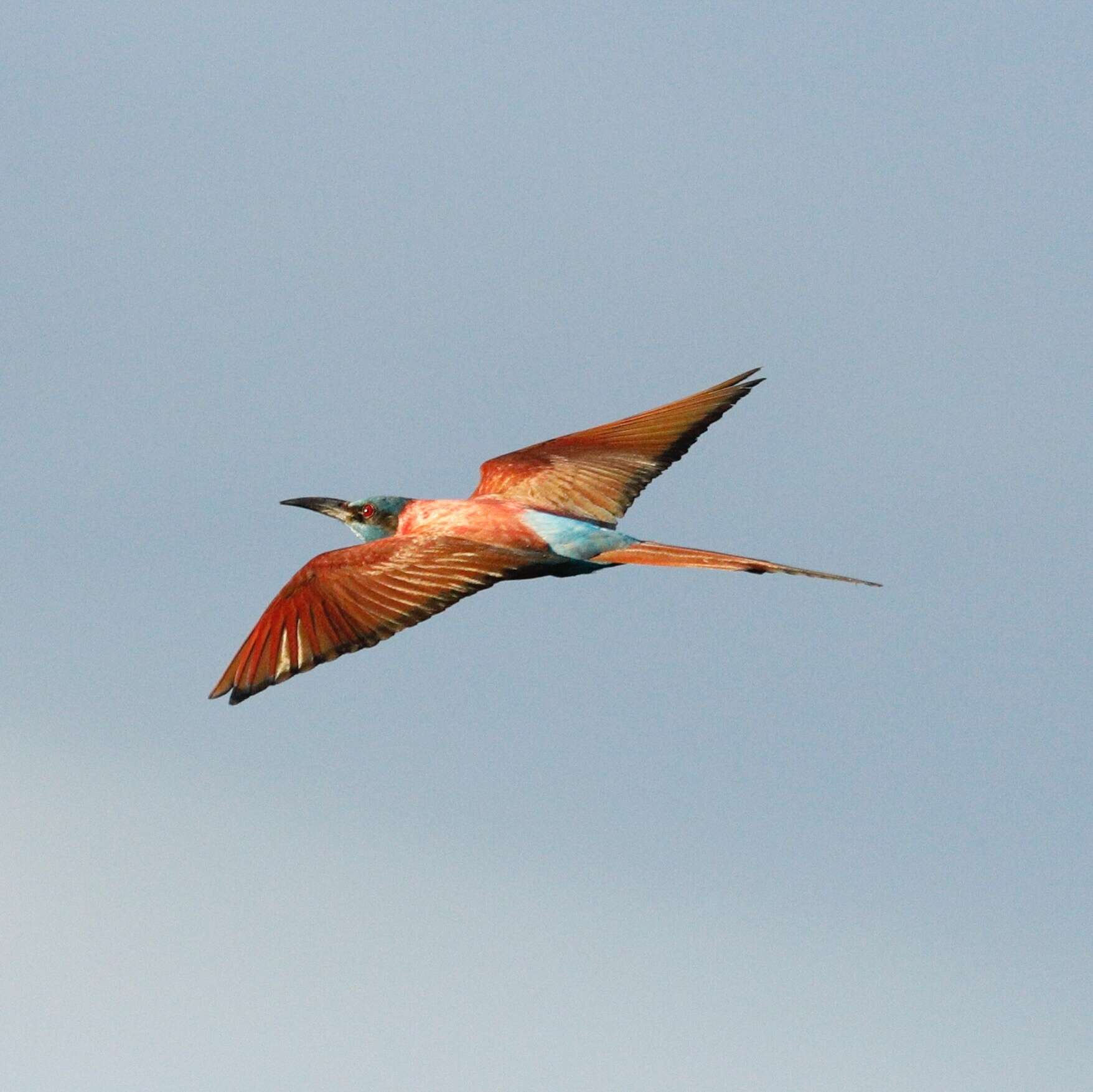 Image of Northern Carmine Bee-eater