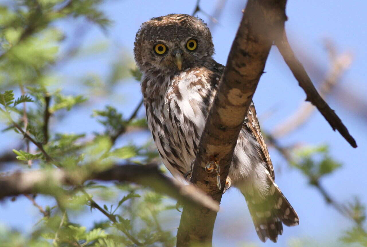 Image of Pearl-spotted Owlet