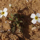 Imagem de Maresia pygmaea (Delile) O. E. Schulz