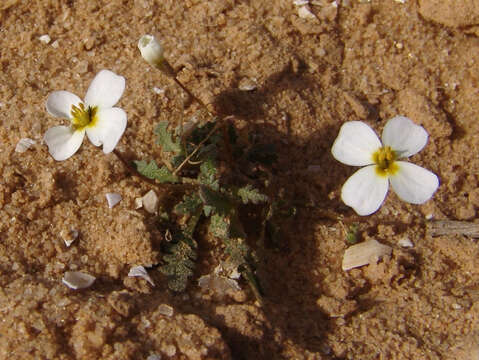 Image of Maresia pygmaea (Delile) O. E. Schulz