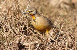 Image of Cape Longclaw