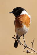 Image of African Stonechat