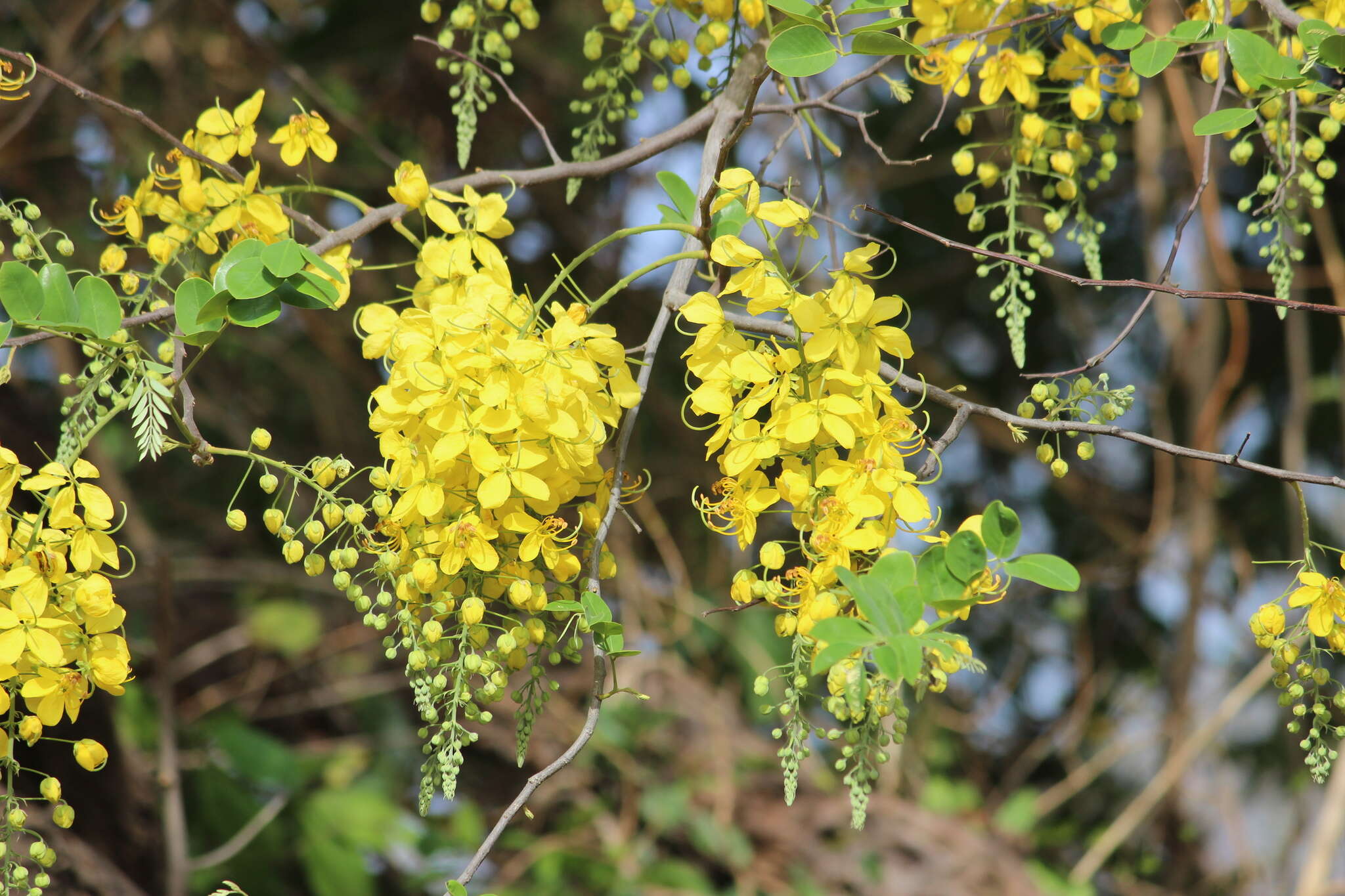 Image of Cassia sieberiana DC.