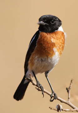 Image of African Stonechat