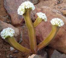 Image of Crassula pyramidalis Thunb.